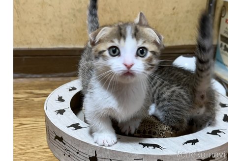 販売中の千葉県のマンチカン-115322の3枚目